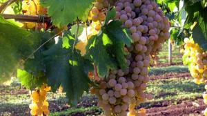 calici-di-stelle-2018-Lazio calici-di-stelle-2018-Lazio