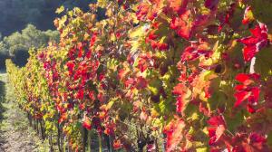 uve di Aglianico a confronto