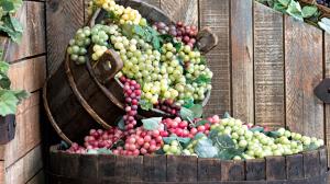 Uva pronta per la vendemmia