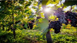 Vendemmia 2018