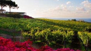 Viaggio a Salina terra della Malvasia delle Lipari