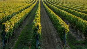 Calici di Stelle 2018 in Calabria Calici di Stelle 2018 in Calabria