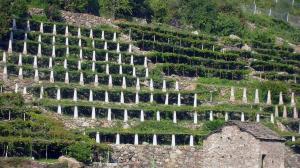 Il vino in Valle d Aosta