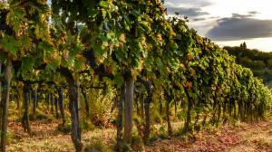 Viti "resistenti" alle malattie, per vini di qualità e più sostenibili
