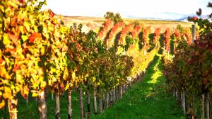 Ad Avellino la prima scuola di viticoltura e enologia