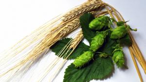 al via la coltivazione del luppolo italiano