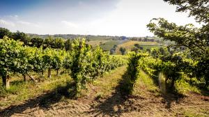 Alla scoperta dell'uva Grechetto