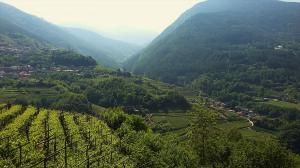 La produzione mondiale di vino nel 2016