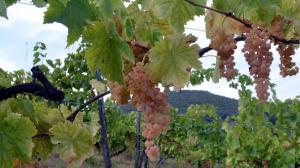 Il canaiolo bianco e rosa