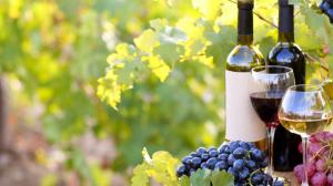 Cantine Aperte 2019 Basilicata Cantine Aperte 2019 Basilicata