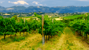 Cantine Aperte 2018 in Umbria