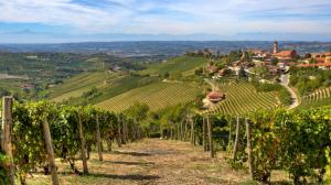 Cantine Aperte in Vendemmia 2018 in Campania Cantine Aperte in Vendemmia 2018 in Campania