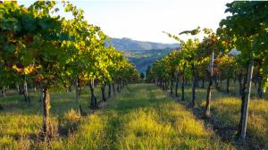 Cantine Aperte in Vendemmia 2018 in Lombardia Cantine Aperte in Vendemmia 2018 in Lombardia