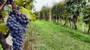 Cantine Aperte in Vendemmia 2018 nelle Marche Cantine Aperte in Vendemmia 2018 nelle Marche