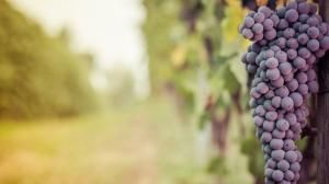 Cantine Aperte in Vendemmia 2018 in Piemonte Cantine Aperte in Vendemmia 2018 in Piemonte