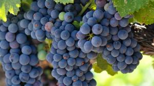 Cantine Aperte in Vendemmia 2018 in Toscana Cantine Aperte in Vendemmia 2018 in Toscana