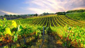 Cantine Aperte in Vendemmia 2018 in Umbria