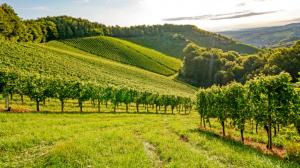 Cantine Aperte in Vendemmia 2018 in Veneto
