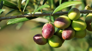 Come si produce l&#039;olio extra vergine di oliva
