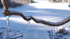 conseguenze in Italia delle gelate di aprile 2017