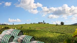 consorzio del vino chianti minore produzione per una maggiore qualità