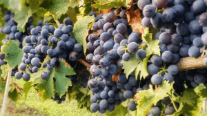 calici-di-stelle-2018-Calabria calici-di-stelle-2018-Calabria