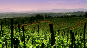 Cantine Aperte 2018 in Campania Cantine Aperte 2018 in Campania