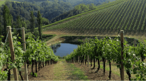 Cantine Aperte 2018 in Emilia Romagna Cantine Aperte 2018 in Emilia Romagna