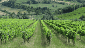 Cantine Aperte 2018 in Molise