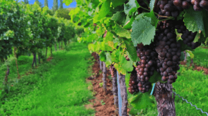 Cantine Aperte 2018 in Abruzzo Cantine Aperte 2018 in Abruzzo