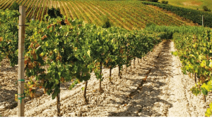 Cantine Aperte 2018 in Friuli Venezia Giulia Cantine Aperte 2018 in Friuli Venezia Giulia