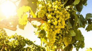 Cantine Aperte 2018 nel Lazio Cantine Aperte 2018 nel Lazio