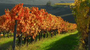 Cantine Aperte 2018 nelle Marche Cantine Aperte 2018 nelle Marche