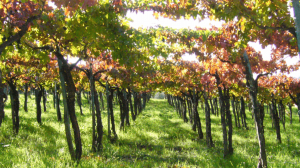 Cantine Aperte 2018 in Piemonte Cantine Aperte 2018 in Piemonte