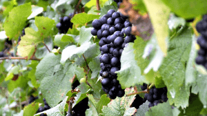 Cantine Aperte 2018 in Puglia