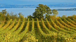 Cantine Aperte 2018 in Sardegna