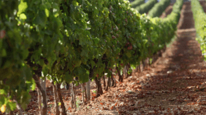 Cantine Aperte 2018 in Sicilia Cantine Aperte 2018 in Sicilia