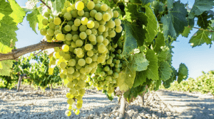 Cantine Aperte in Toscana