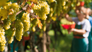 Cantine Aperte 2018 in Trentino Alto Adige