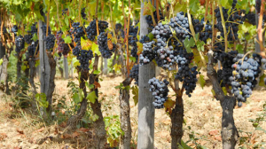 Cantine Aperte 2018 in Veneto Cantine Aperte 2018 in Veneto