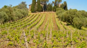 Cantine Aperte in Vendemmia 2018 nel Lazio Cantine Aperte in Vendemmia 2018 nel Lazio