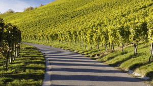 I vini sulla Via Francigena: viaggio in Lombardia ed Emilia Romagna