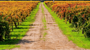 I vini sulla Via Francigena I vini sulla Via Francigena