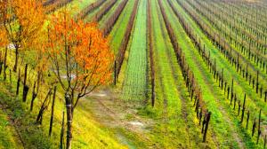 Il vino in Friuli