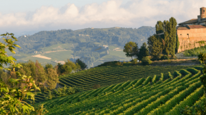 Le Langhe, terra dei grandi vini rossi d'Italia