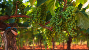 Storia della Malvasia