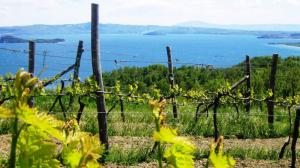 Vini naturali del Lazio