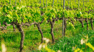 Portainnesti per la vite