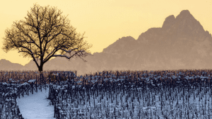 Vendemmia 2017: la più scarsa dal 1947