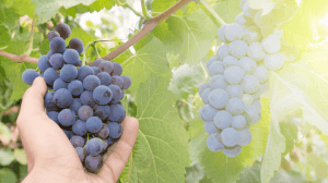 Prime previsioni vendemmia 2018